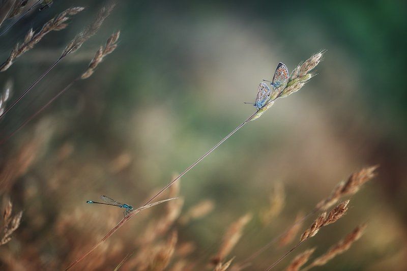 *** фото превью