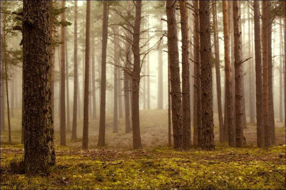 , Бурлов Андрей