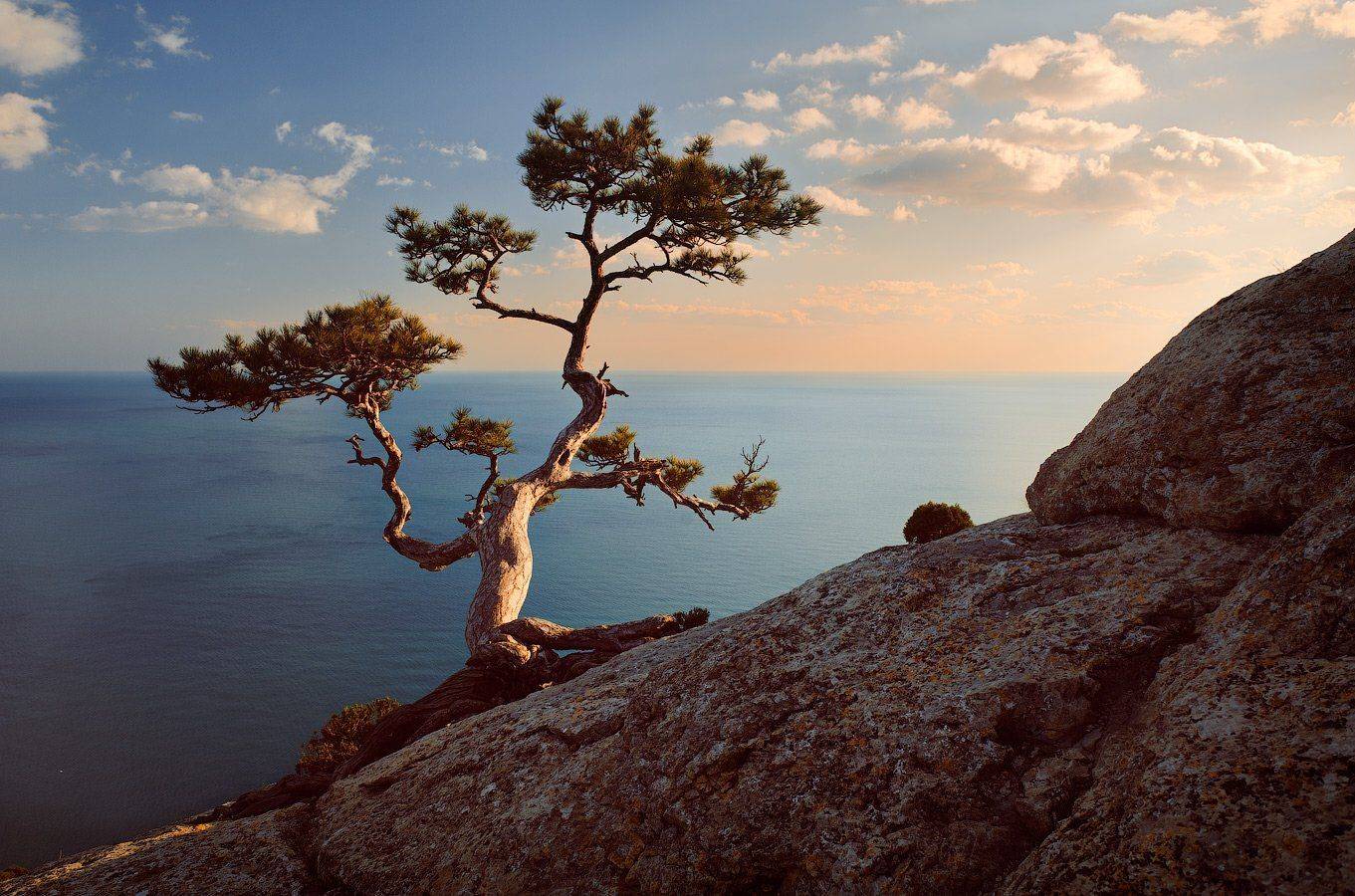 , oleg