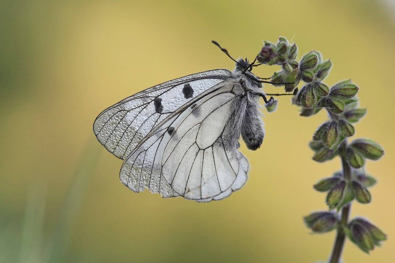 мнемозина,    черный аполлон,    parnassius mnemosine, Леонид