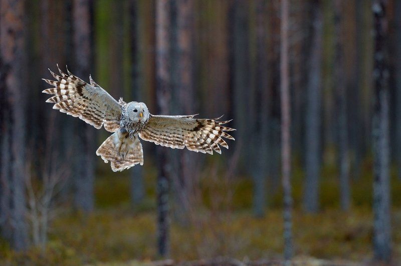 совушка фото превью