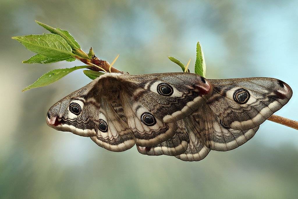 , Сергей Таланов