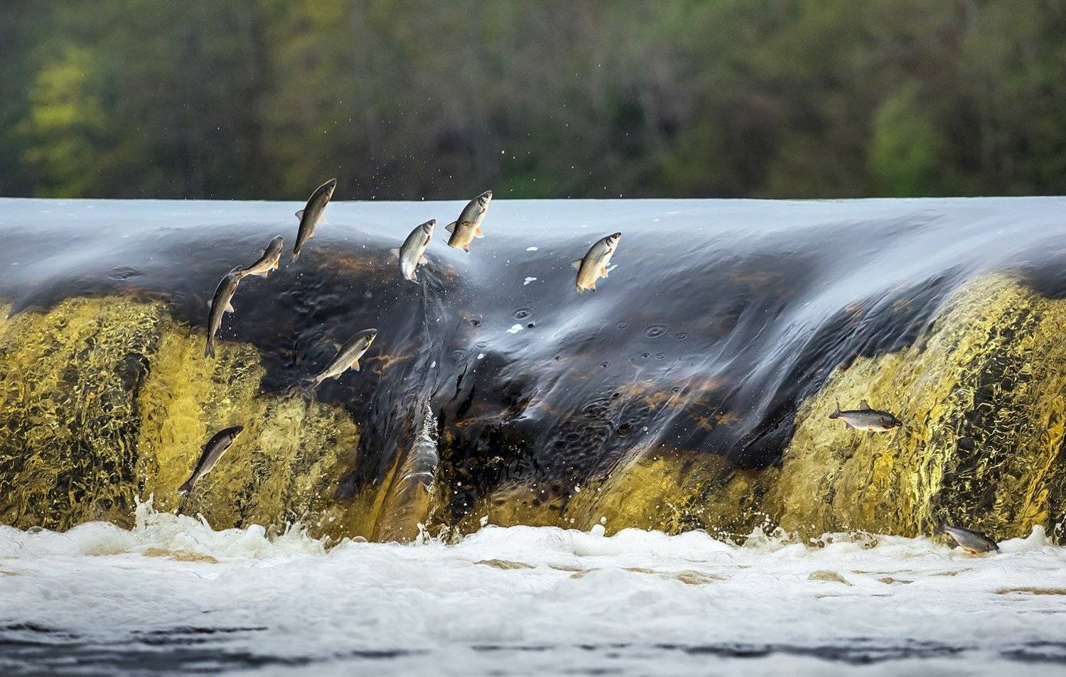 нерест, кулдинга, вента, рыба, река, латвия, Tamara Patrejeva