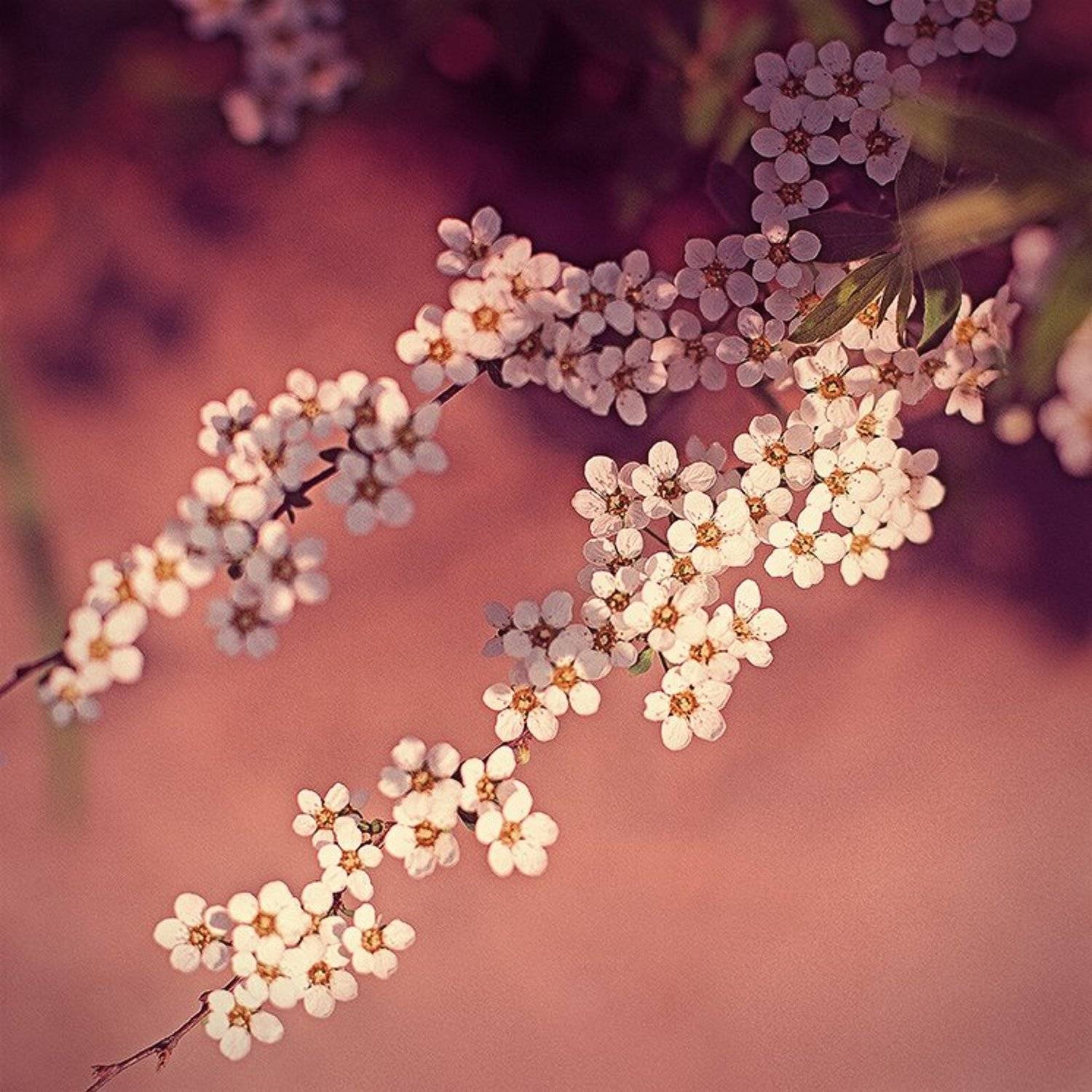 , Лана Тополева