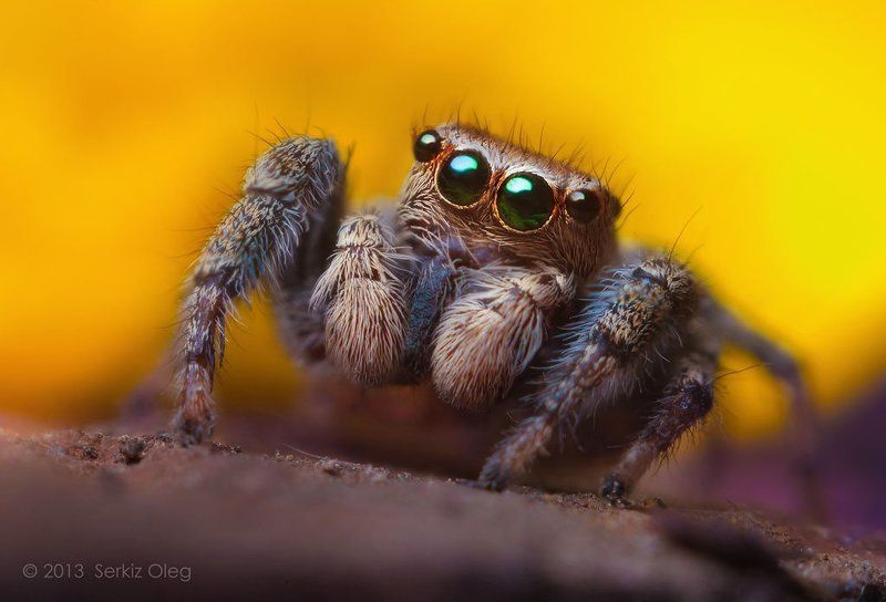 jumping spider, macro, close-up, nature,evarcha falcata, small, cute, eyes, jump, spider, art, ukraine, chernivtsi, oleg serkiz, олег серкиз, макро, паук скакунчик “Green-Eyed” Male Jumping Spider Evarcha falcata фото превью