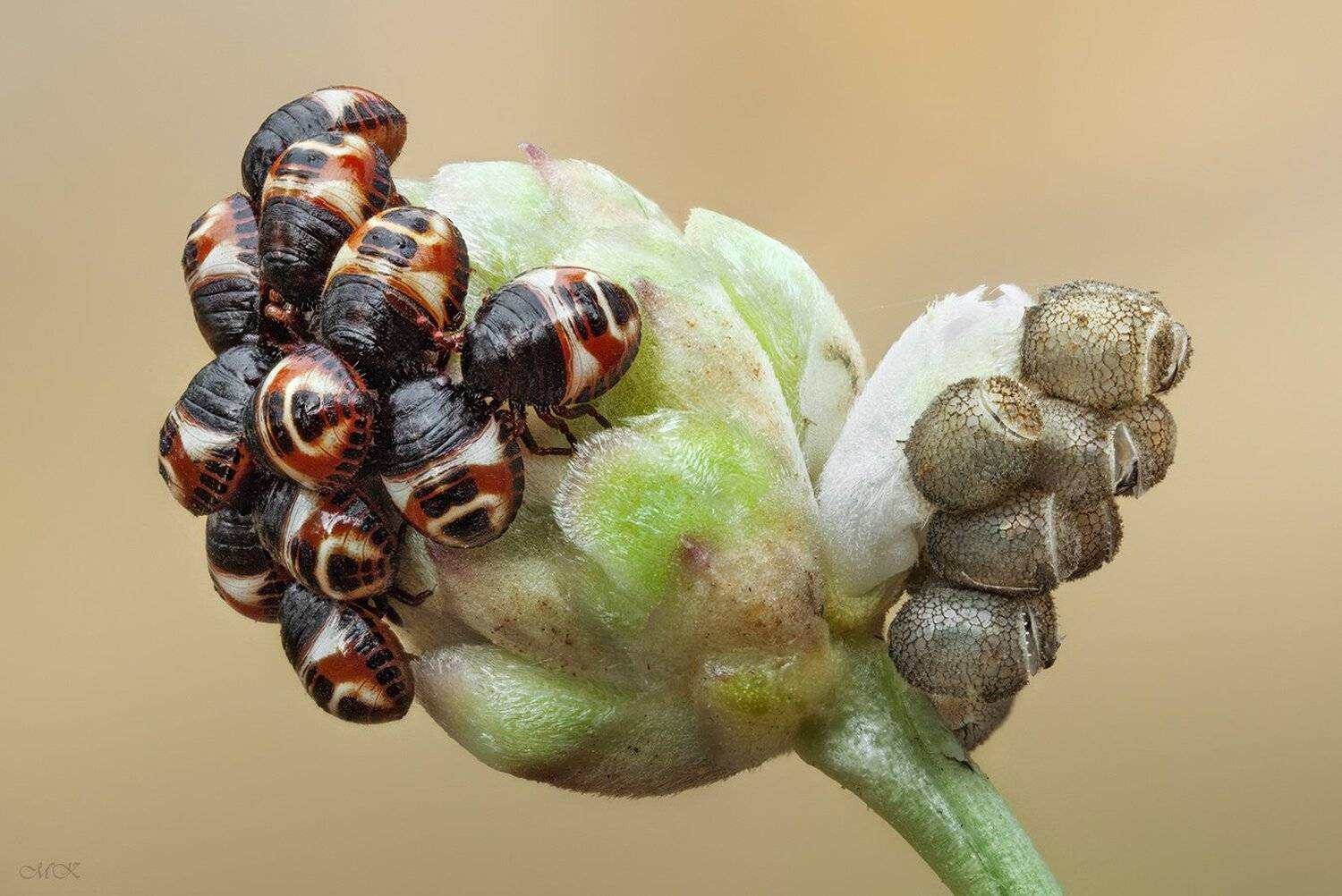 кладка, клоп, Miron Karlinsky