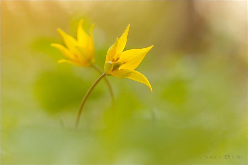 В танце фото превью