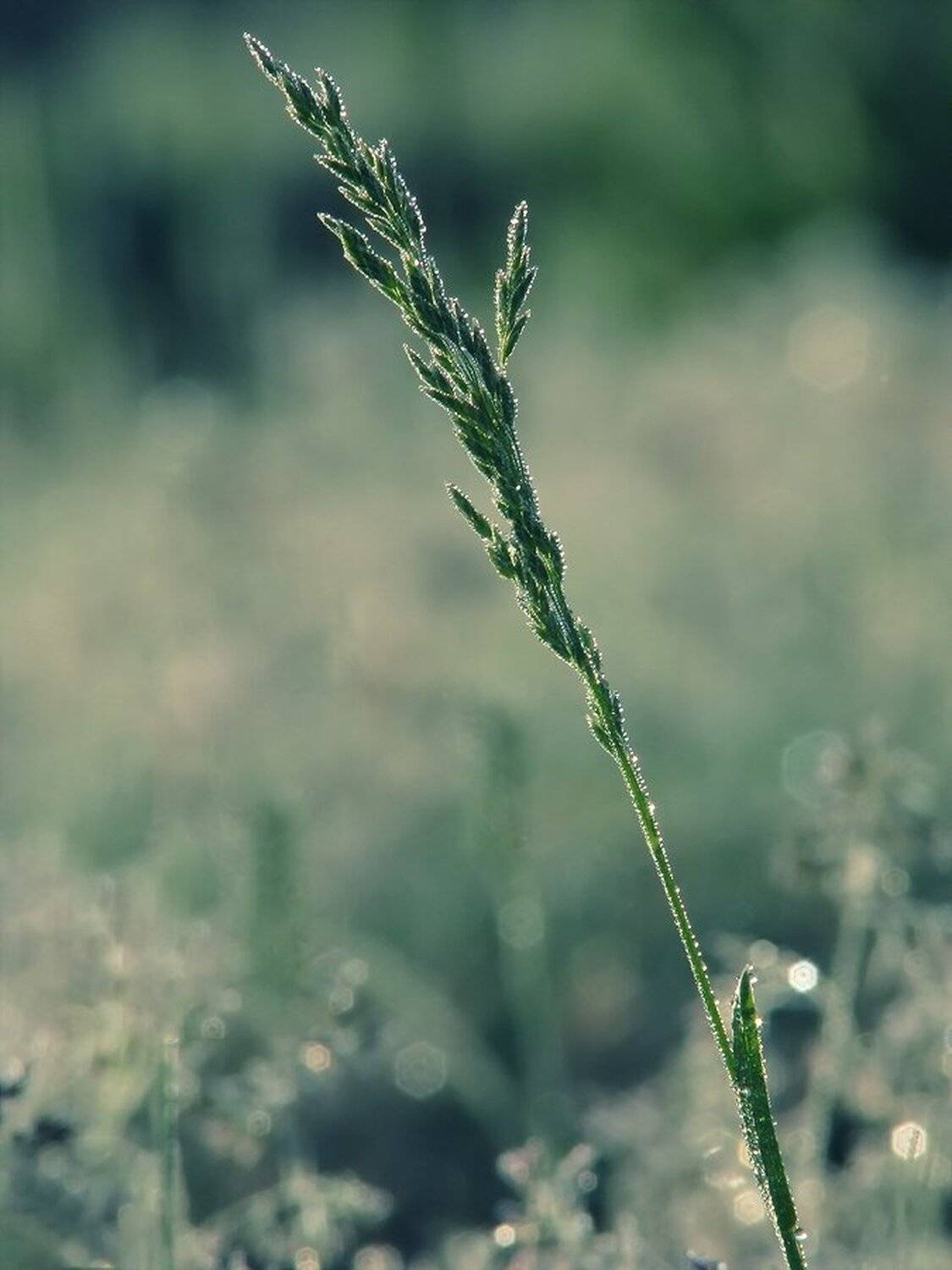 , Ирина Костова