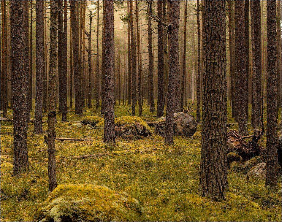 , Бурлов Андрей