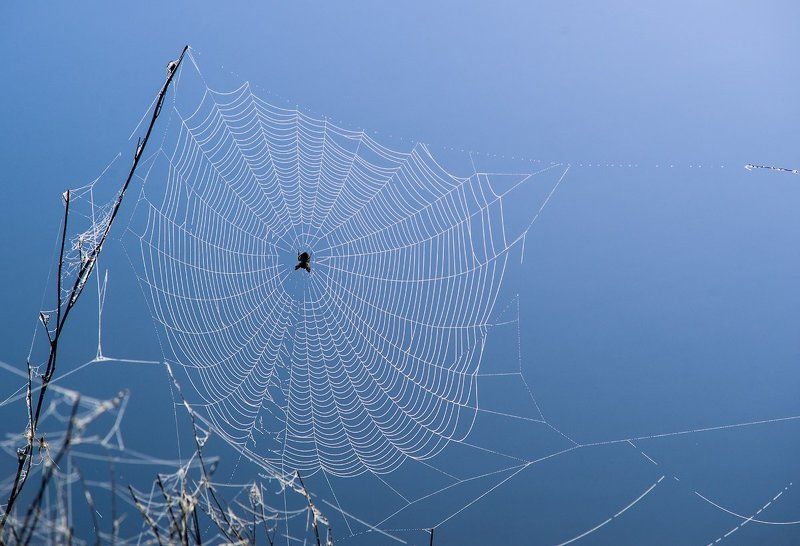 паук, паутина,вода,природа,насекомые Ожидание фото превью