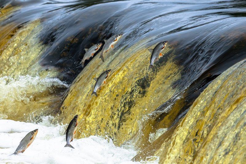рыбец - сырть - вимба фото превью