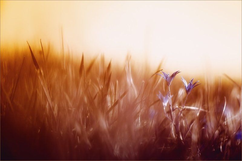 В желтой пелене фото превью