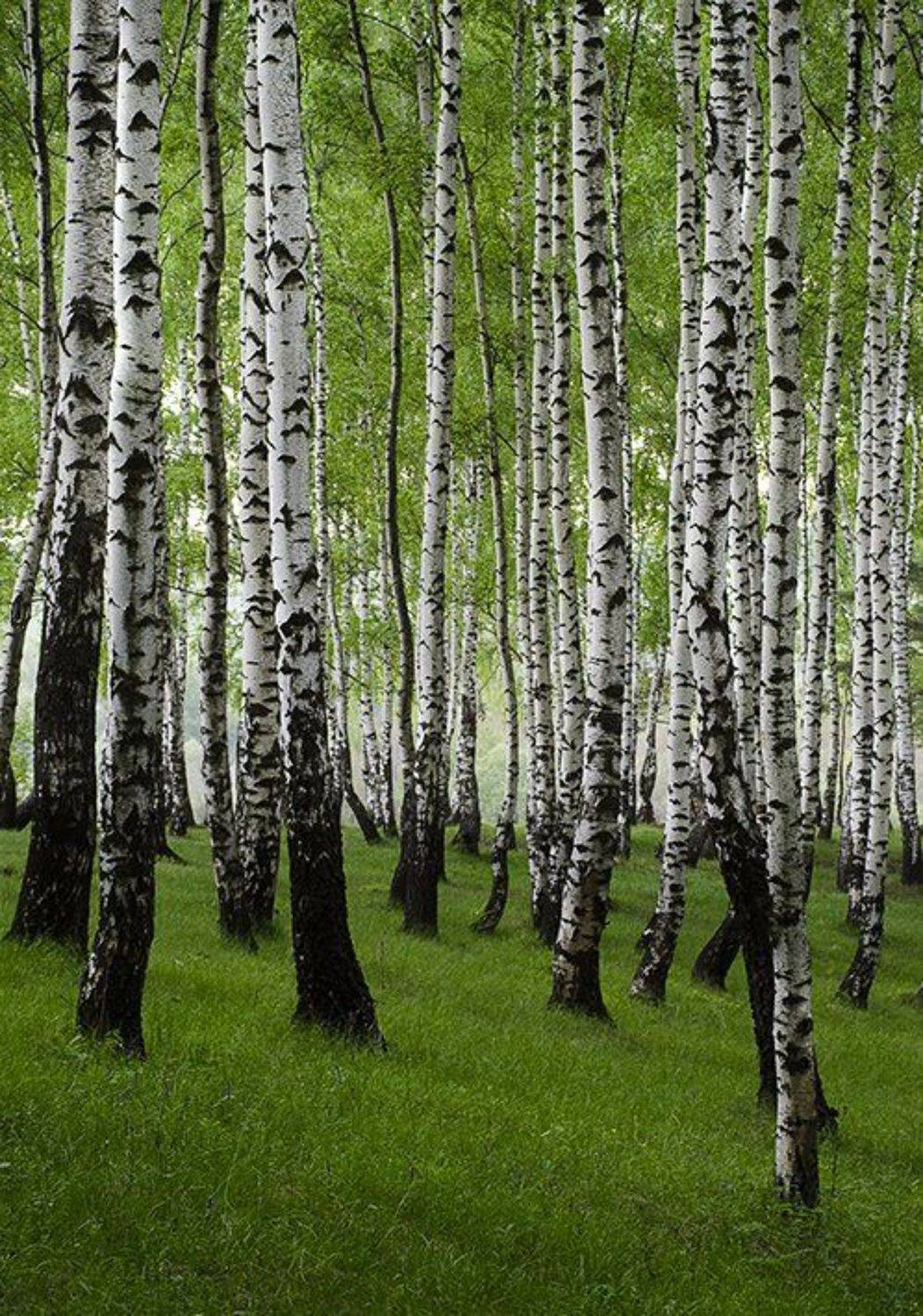 D7000, Digital, Forest, Trees, Игнат Цоколаев