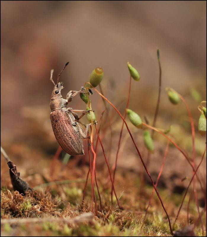 , Андрей Осокин