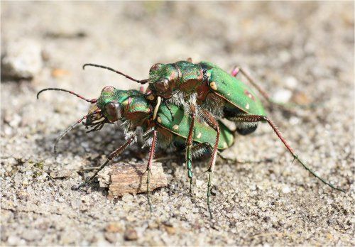 Tiger beetle (жуки-скакуны)