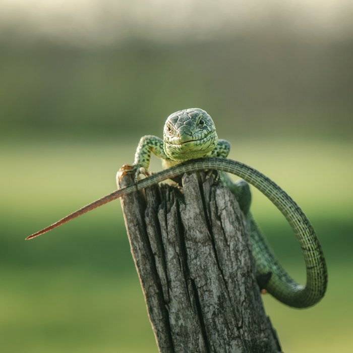 , Татьяна Аверина