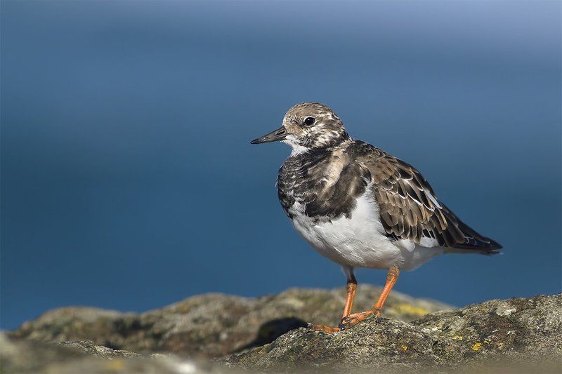 Камнешарка (Ruddy Turnstone) фото превью