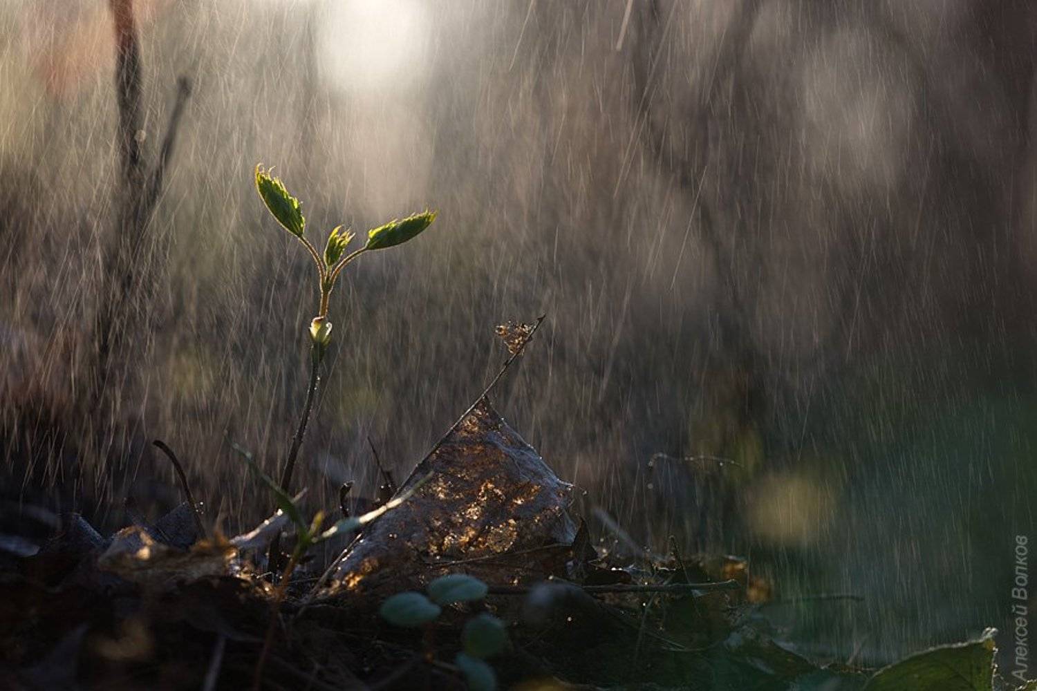 дождь, кусковский парк, май, весна, Алексей Волков