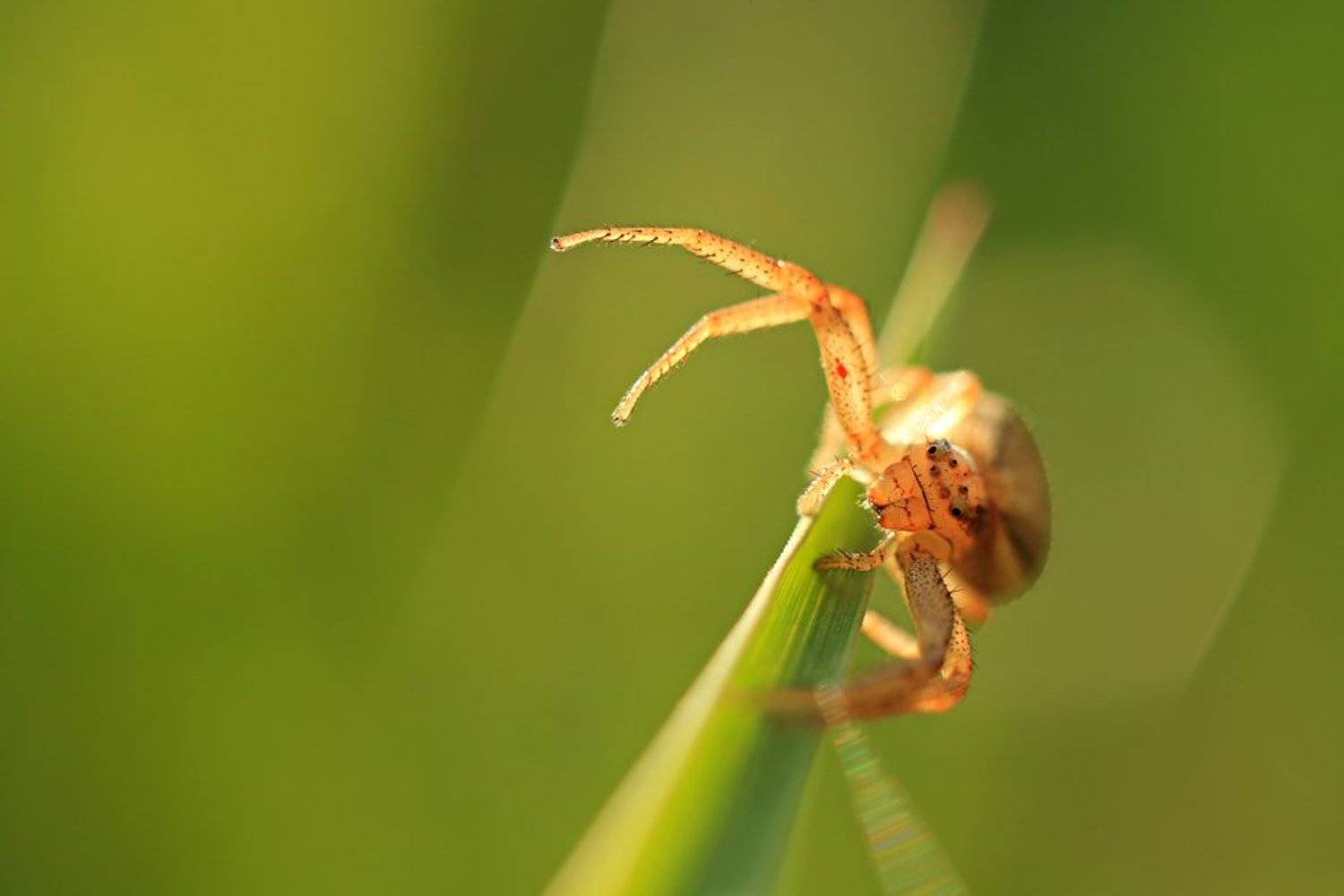 , Grzegorz Przyborowski