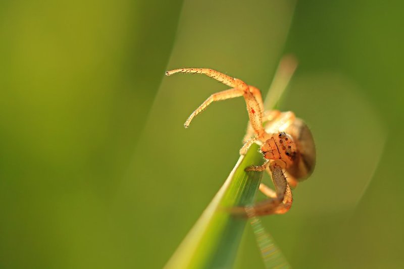 spider фото превью