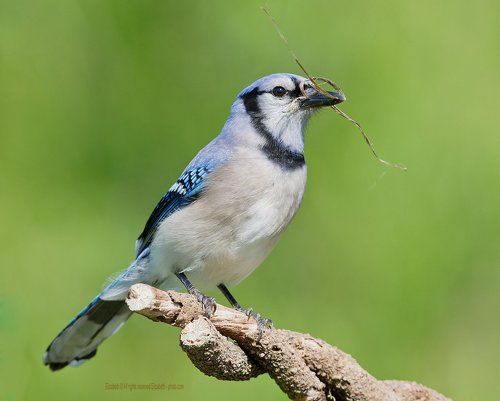 Голубая сойка - Blue Jay