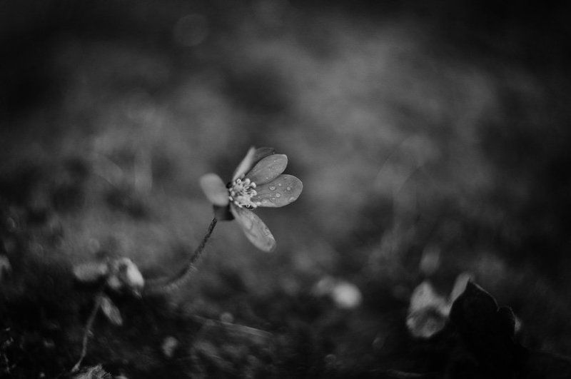 * фото превью