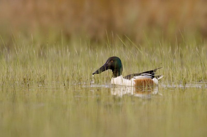 Northern shoveler фото превью