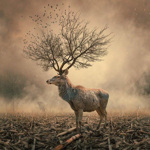 Metamorphosis