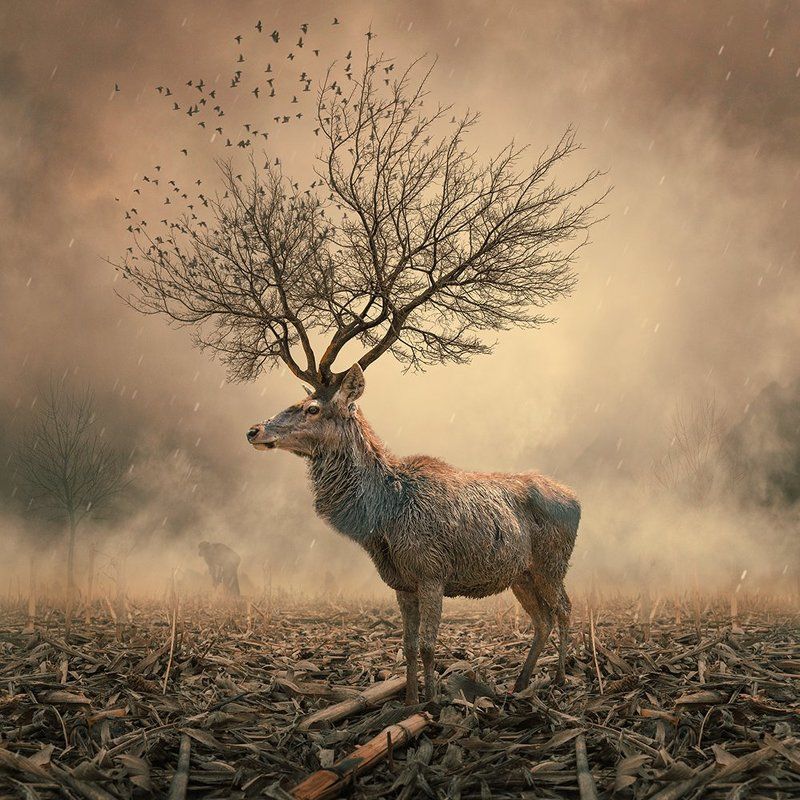 dear, psd, photoshop, manipulation, sky, clouds, fog, mystery, ground, birds, man, working, tutorials, manipulation, mounting, autumn, tree, leaf, corn Metamorphosis фото превью