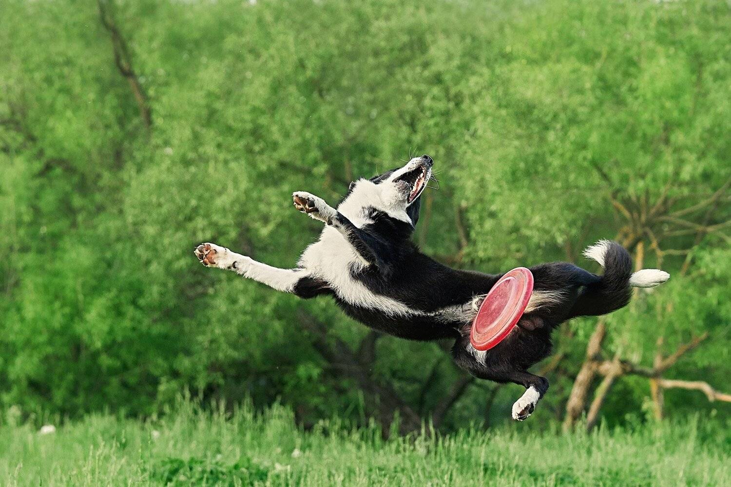 породы собак, собаки в движении, бордер колли, Оксана Сироштан