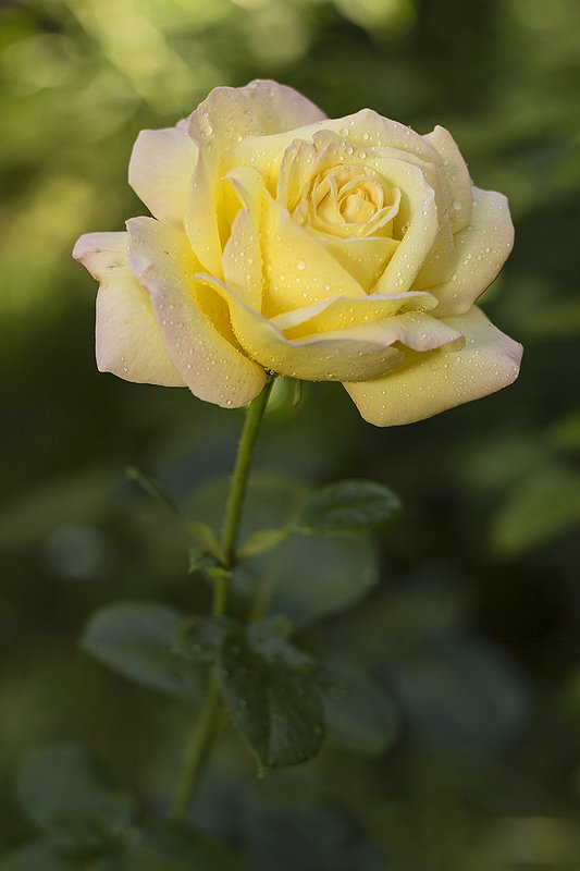 Жизнь в розовом цвете. фото превью