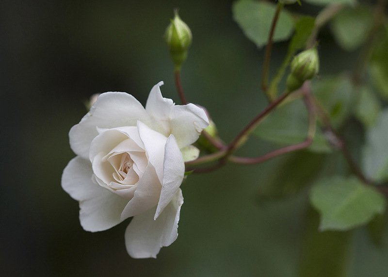 Жизнь в розовом цвете-2 фото превью