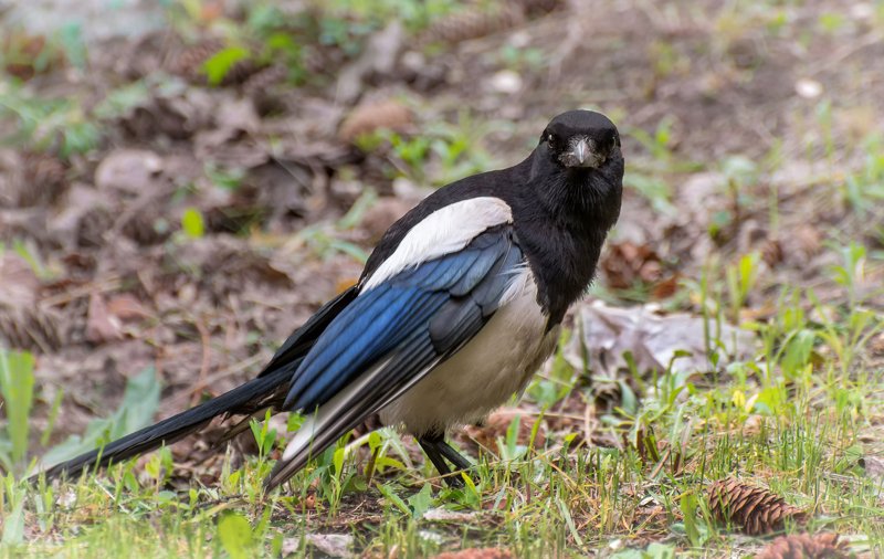 птица, сорока, Сорока.. фото превью