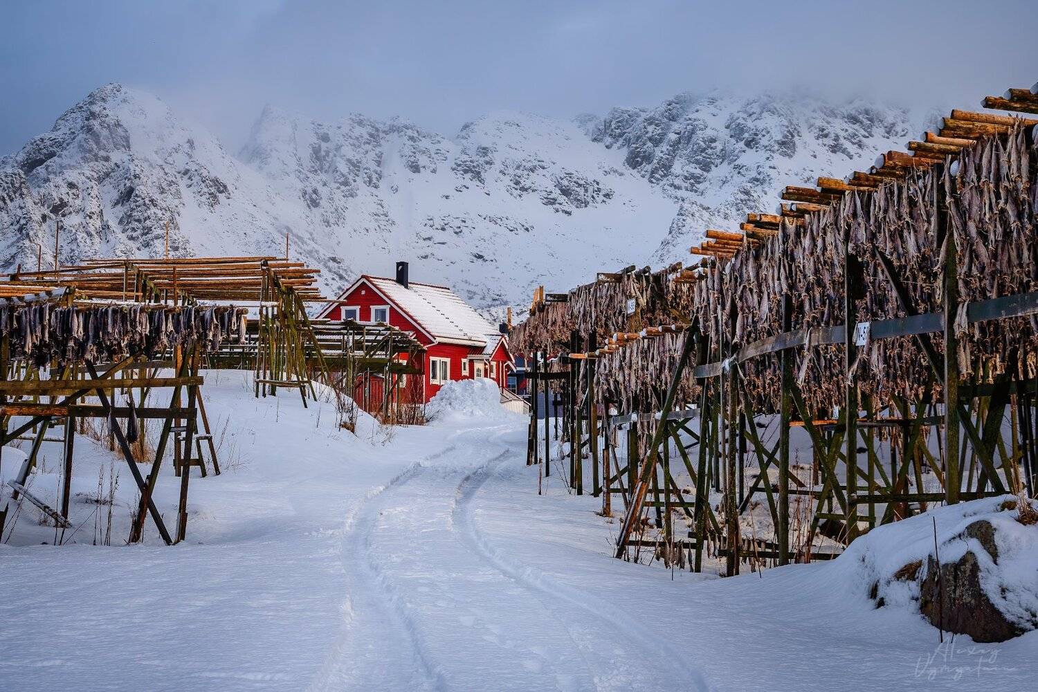 lofoten, norway, norge, winter, fish, red house, Алексей Вымятнин