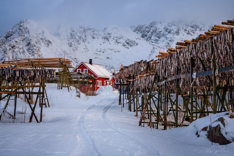 lofoten, norway, norge, winter, fish, red house Норвежские виды.. фото превью