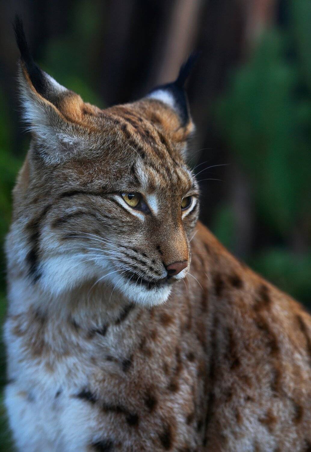 , Олег Богданов