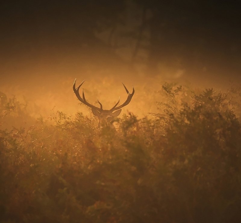 H E R N фото превью