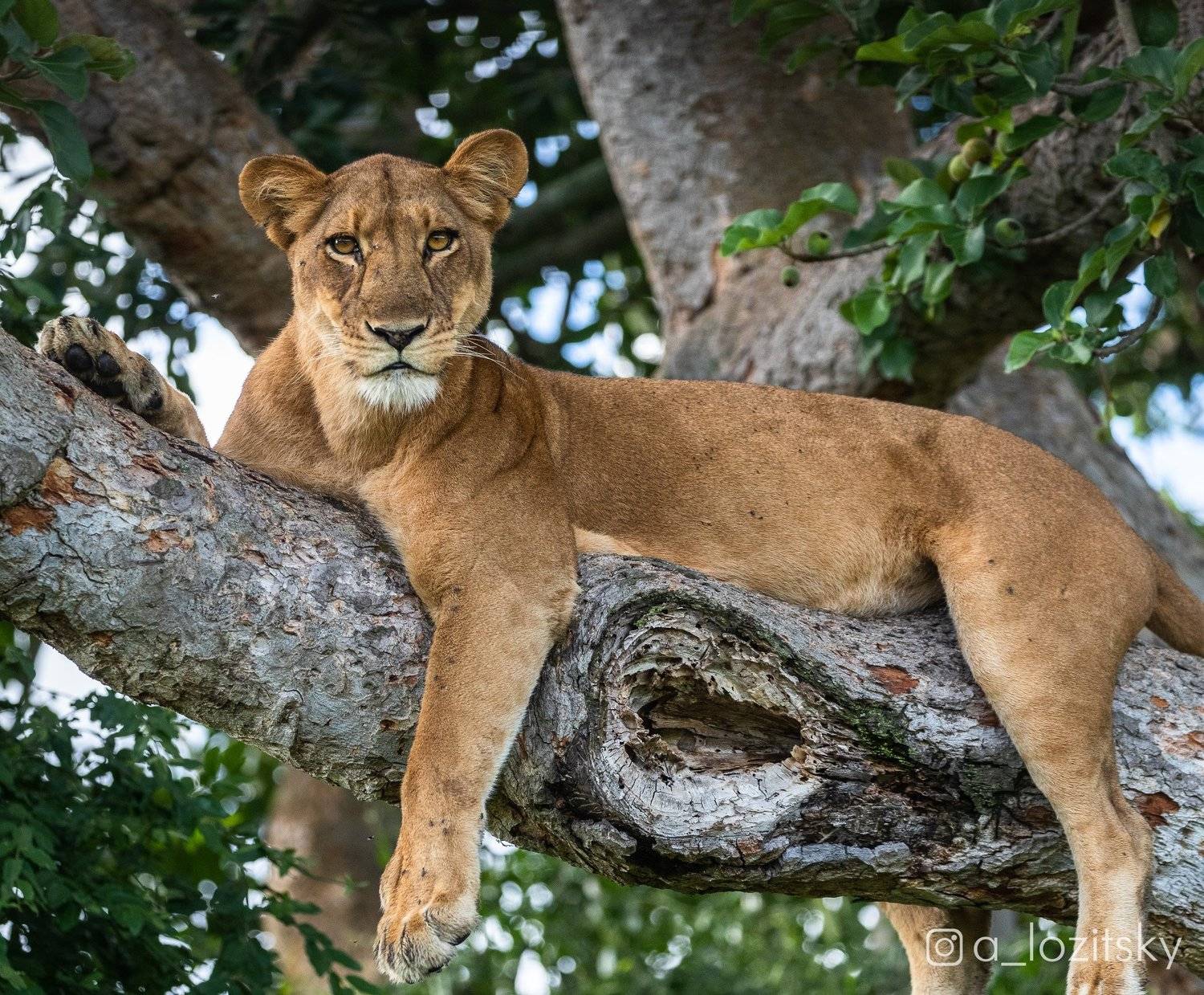 , Александр Лозицкий