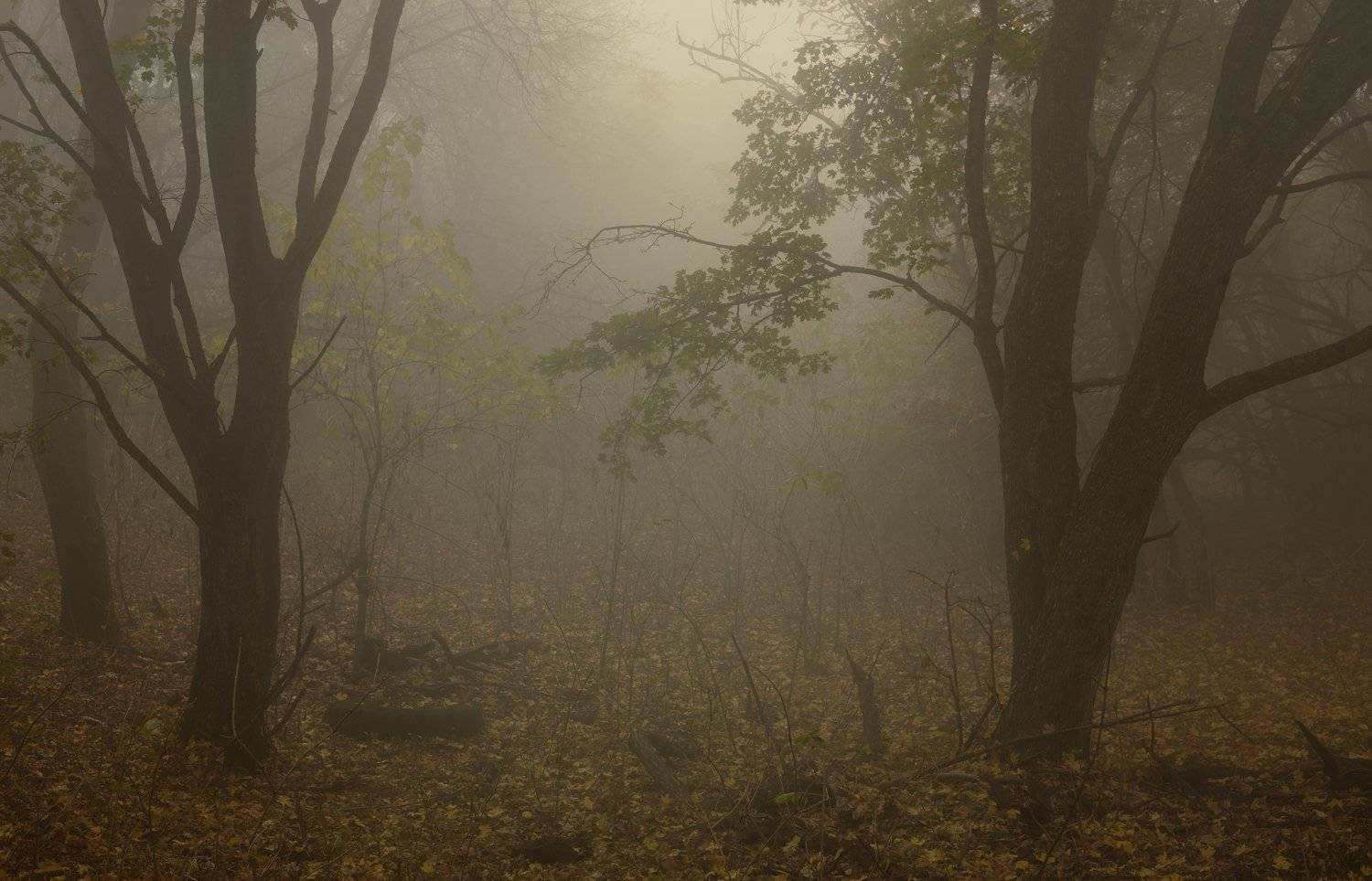 осень листва утро лес туман, Александр Жарников