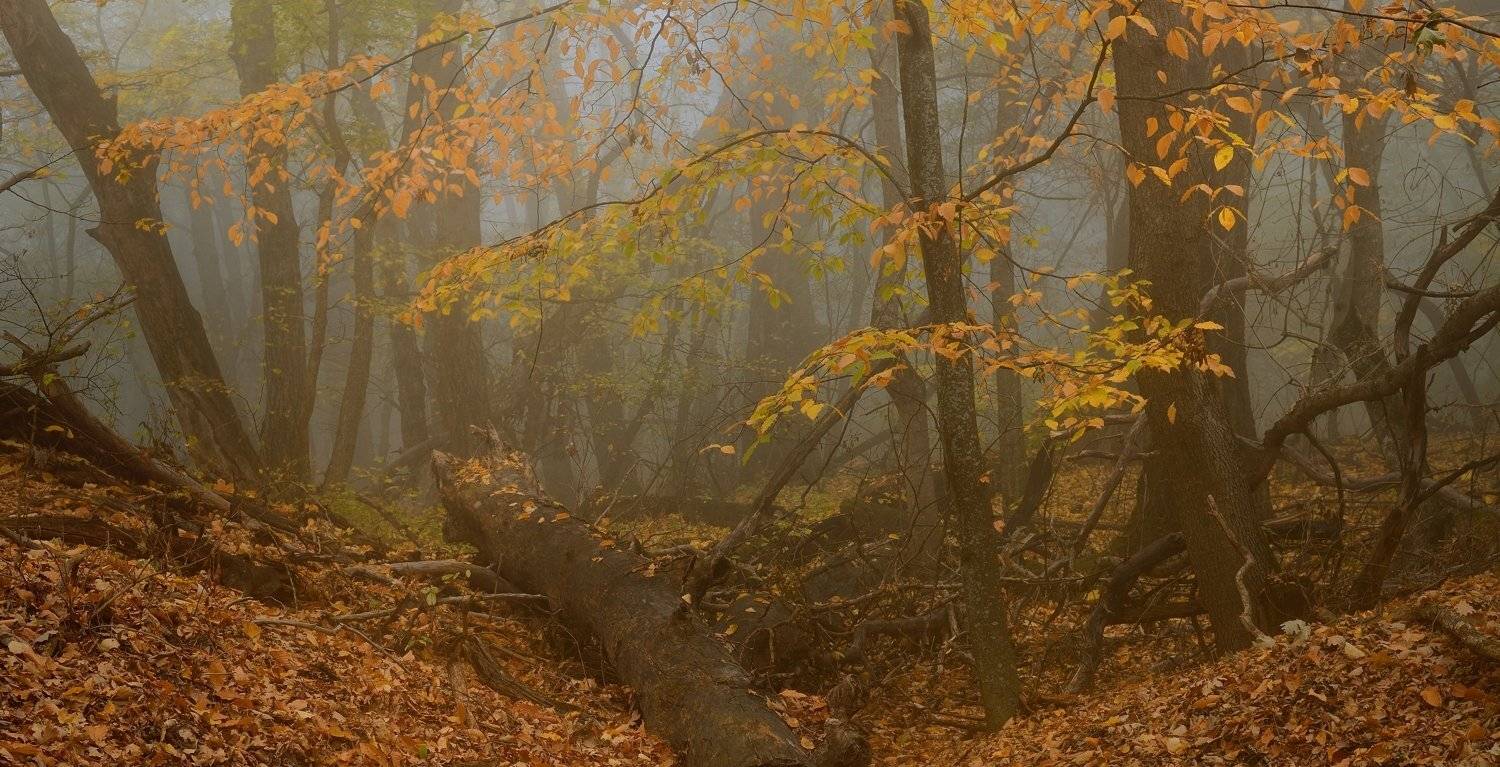 осень листва утро лес туман, Александр Жарников