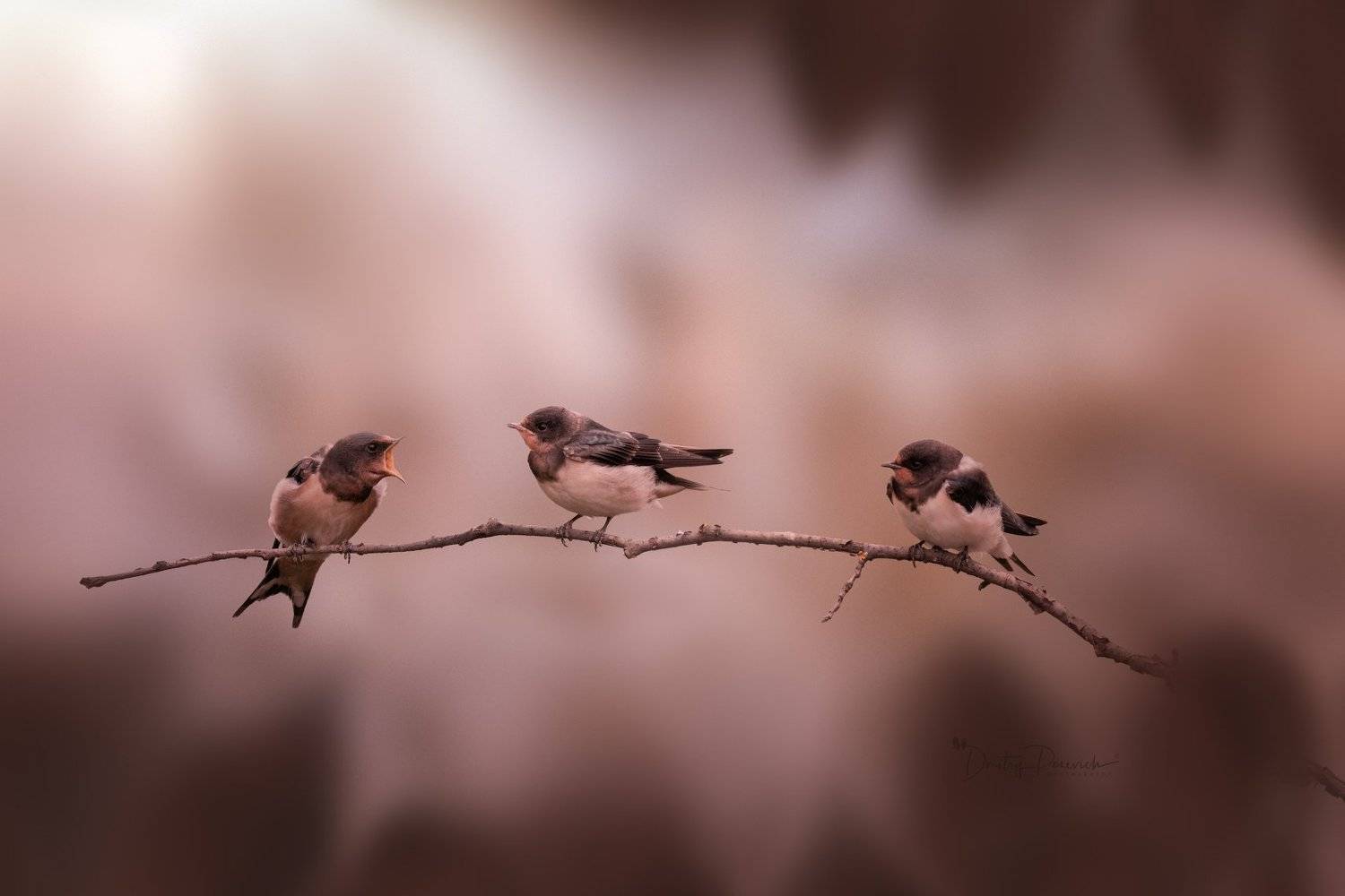 природа, лес, поля, огороды, животные, птицы, макро, Дмитрий Посевич