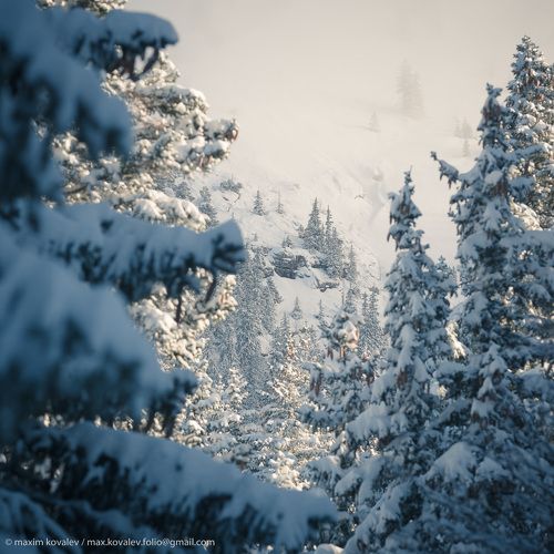 Среди елей заснеженных.. / Among the snowy firs..