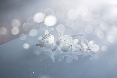 Summer metamorphosis