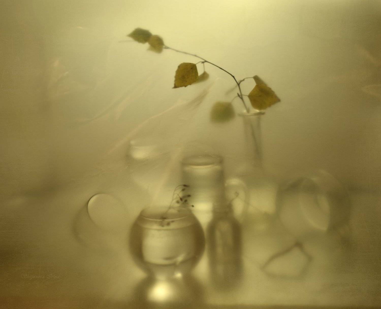 , Шипунова Ирина