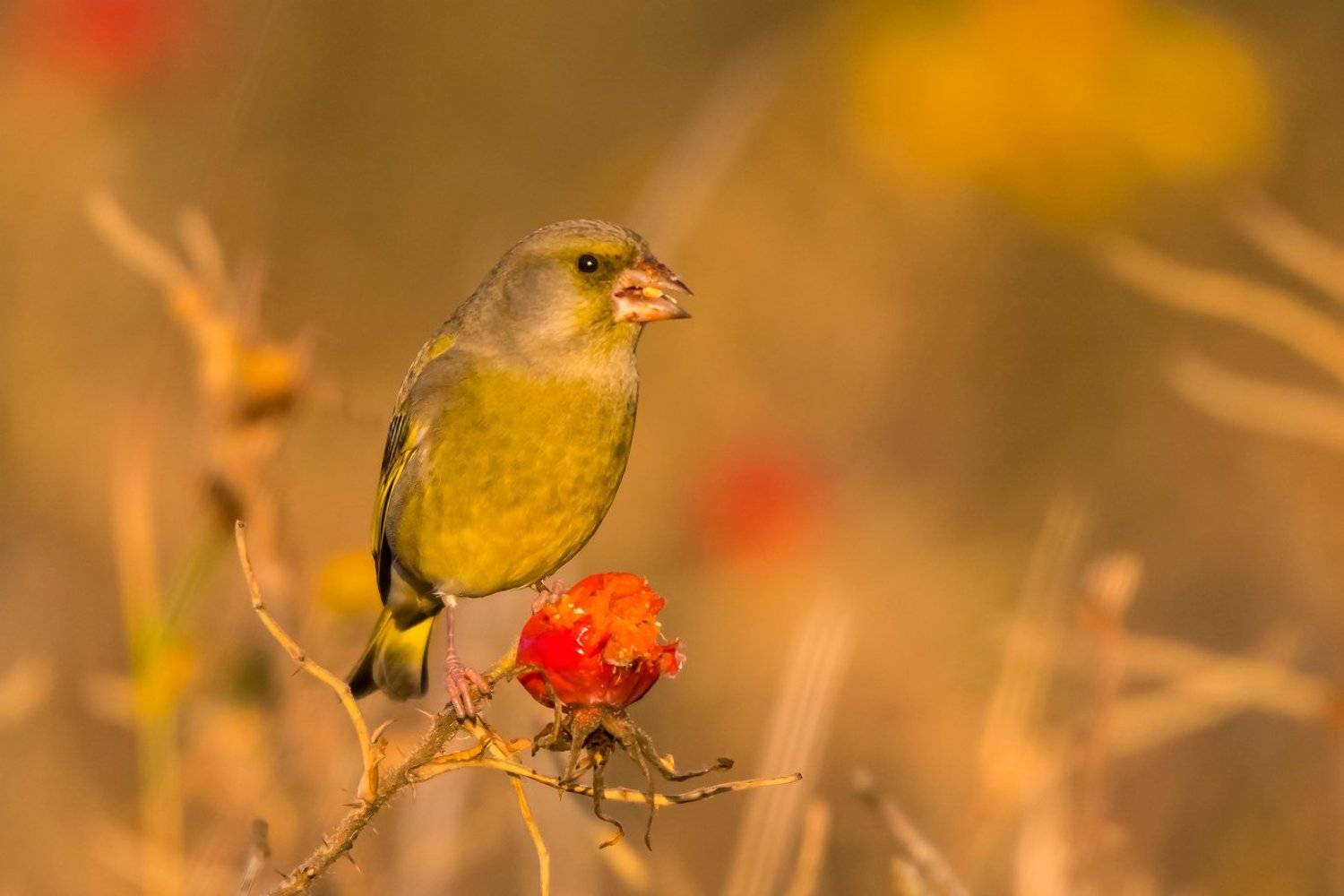 , Александр Абросимов