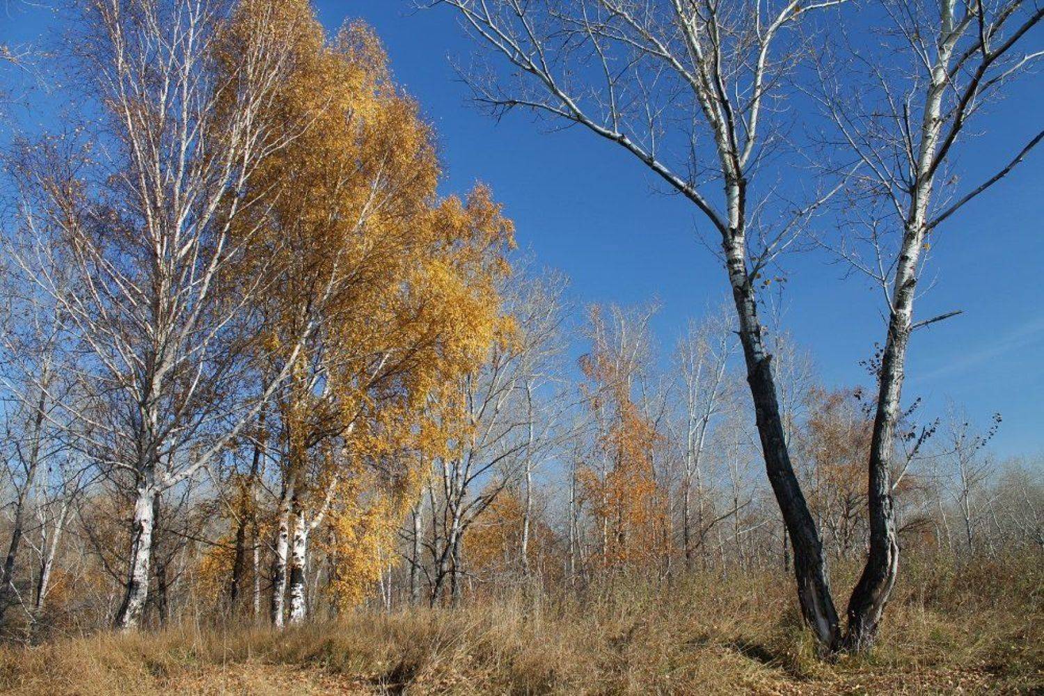 осень, октябрь, Курочкина Диана