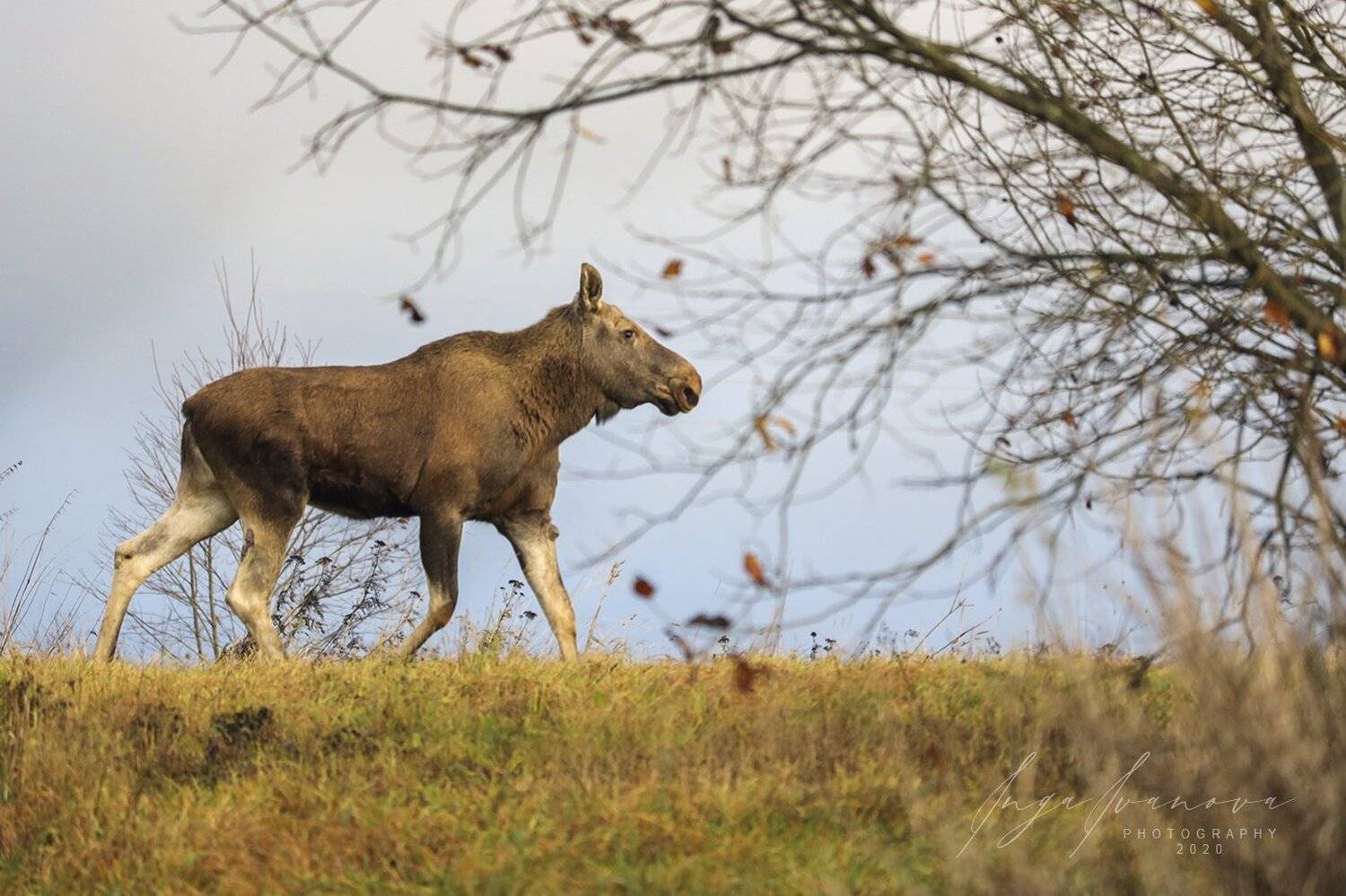 , Инга Иванова