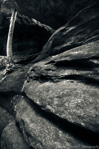 Nature fights for existence