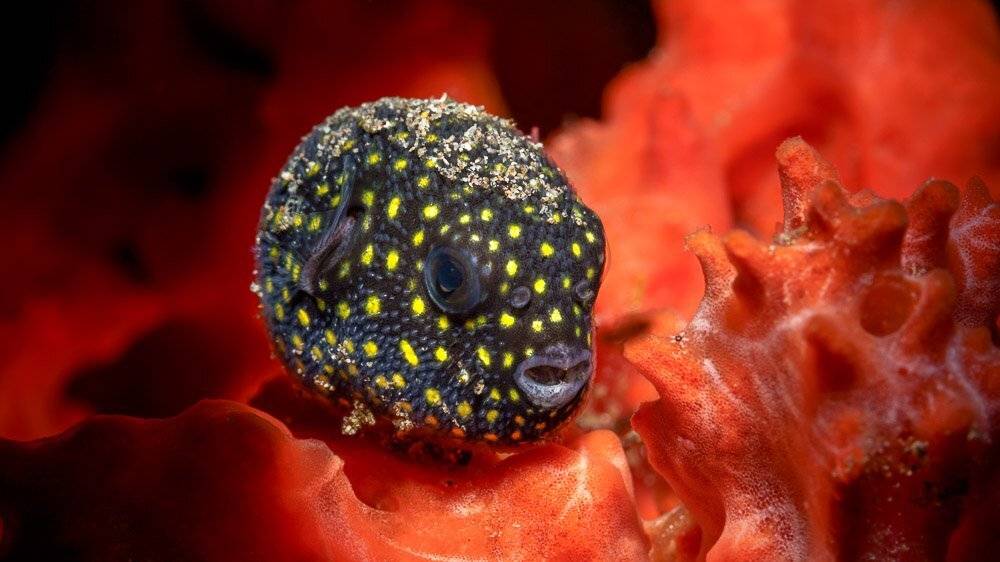 , Андрей Савин