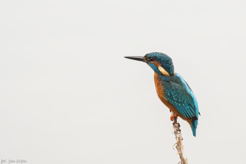 Kingfisher on the background of fog фото превью